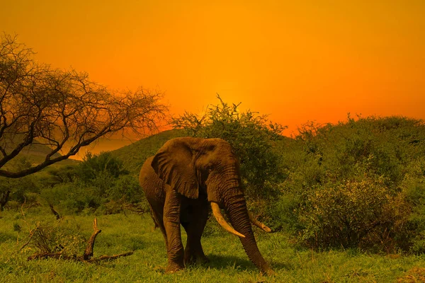 Слоны Закат Восточном Цаво Западном Национальном Парке Цаво Кении — стоковое фото