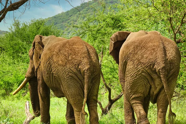 Elefantes Tsavo East Tsavo West National Park Quênia — Fotografia de Stock