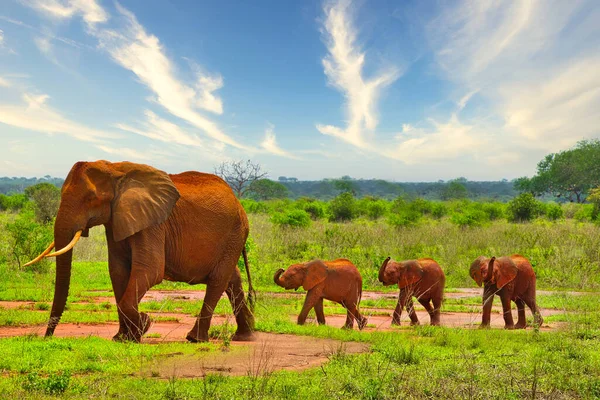 Elefantes Tsavo East Parque Nacional Tsavo West Kenia — Foto de Stock