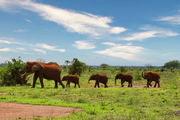 Elefantes Tsavo East Parque Nacional Tsavo West Kenia — Foto de Stock