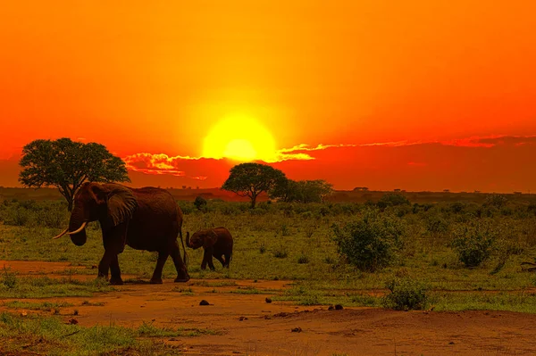 Elefanten Und Sonnenuntergang Tsavo East Und Tsavo West Nationalpark Kenia — Stockfoto