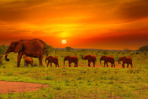 Elephants and sunset in the Tsavo East and Tsavo West National Park in Kenya