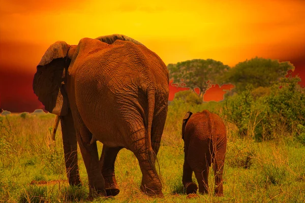 Elephants Sunset Tsavo East Tsavo West National Park Kenya — Stock Photo, Image