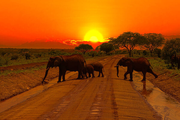 Elephants and sunset in the Tsavo East and Tsavo West National Park in Kenya
