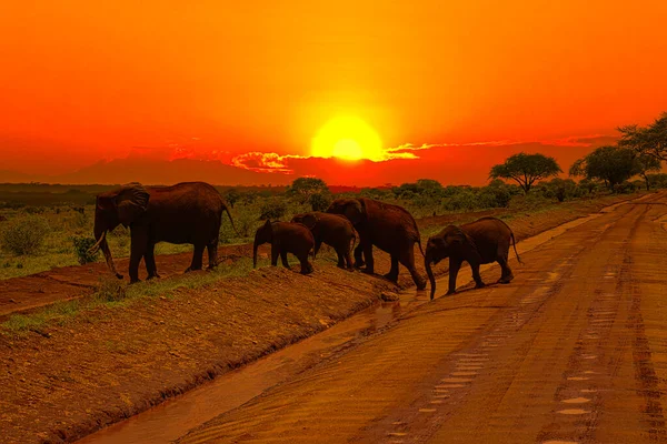 Słonie Zachód Słońca Tsavo East Tsavo West National Park Kenii — Zdjęcie stockowe