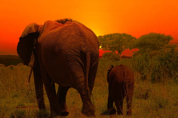 Elefantes Puesta Sol Tsavo East Parque Nacional Tsavo West Kenia — Foto de Stock