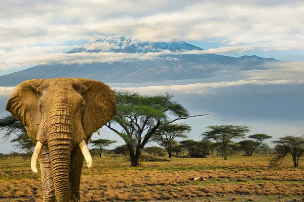 Elefantes Monte Kilimanjaro Parque Nacional Amboseli — Foto de Stock