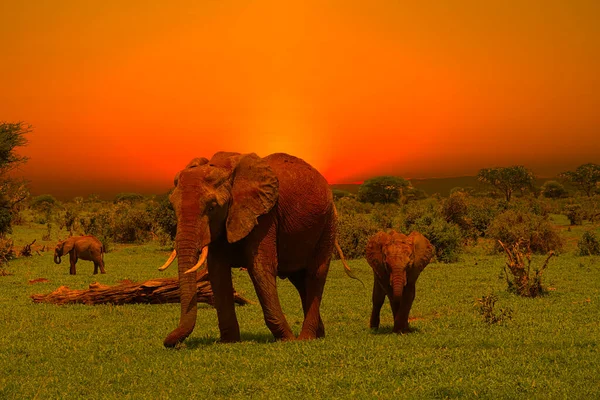 Elefantes Puesta Sol Tsavo East Parque Nacional Tsavo West Kenia — Foto de Stock