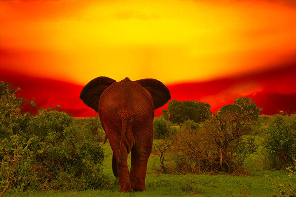 Elephants and sunset in the Tsavo East and Tsavo West National Park in Kenya