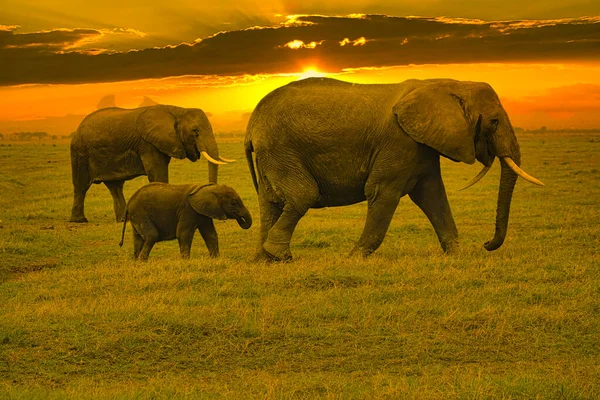 Elephants Sunset Tsavo East Tsavo West National Park Kenya Royalty Free Stock Images