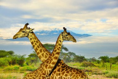 Amboseli Milli Parkı 'ndaki Zürafalar ve Kilimanjaro Dağı