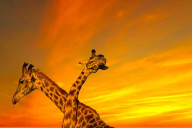 Zürafalar ve günbatımı Tsavo Doğu ve Kenya 'daki Tsavo Batı Ulusal Parkı' nda