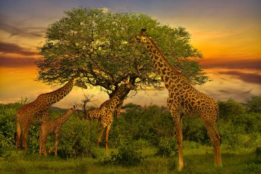 Zürafalar ve günbatımı Tsavo Doğu ve Kenya 'daki Tsavo Batı Ulusal Parkı' nda