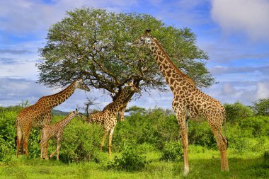 Tsavo Doğu 'da zürafalar, Tsavo Batı' da ve Kenya 'da Amboseli Ulusal Parkı' nda 