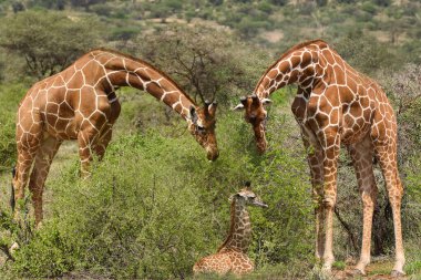 Tsavo Doğu 'da zürafalar, Tsavo Batı' da ve Kenya 'da Amboseli Ulusal Parkı' nda 