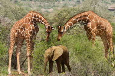 Tsavo Doğu 'da zürafalar, Tsavo Batı' da ve Kenya 'da Amboseli Ulusal Parkı' nda 