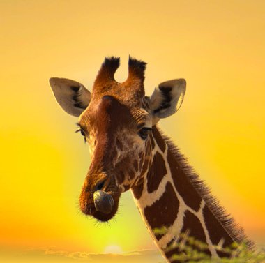 Zürafalar ve günbatımı Tsavo Doğu ve Kenya 'daki Tsavo Batı Ulusal Parkı' nda