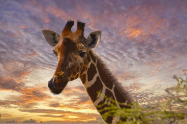 Zürafalar ve günbatımı Tsavo Doğu ve Kenya 'daki Tsavo Batı Ulusal Parkı' nda