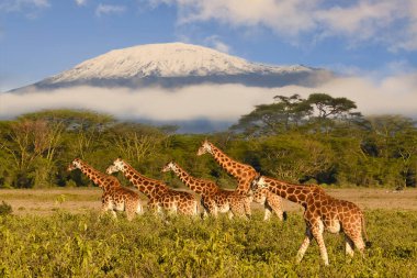 Giraffes and Mount Kilimanjaro in Amboseli National Park clipart