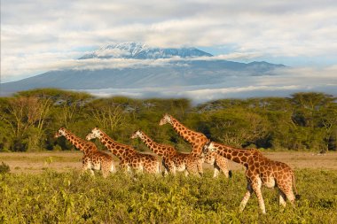 Amboseli Milli Parkı 'ndaki Zürafalar ve Kilimanjaro Dağı