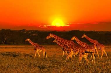 Zürafalar ve günbatımı Tsavo Doğu ve Kenya 'daki Tsavo Batı Ulusal Parkı' nda