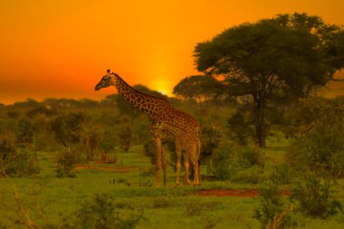 Zürafalar ve günbatımı Tsavo Doğu ve Kenya 'daki Tsavo Batı Ulusal Parkı' nda