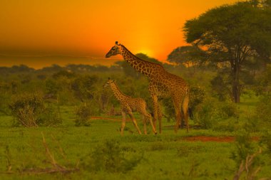 Zürafalar ve günbatımı Tsavo Doğu ve Kenya 'daki Tsavo Batı Ulusal Parkı' nda