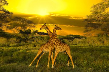 Zürafalar ve günbatımı Tsavo Doğu ve Kenya 'daki Tsavo Batı Ulusal Parkı' nda