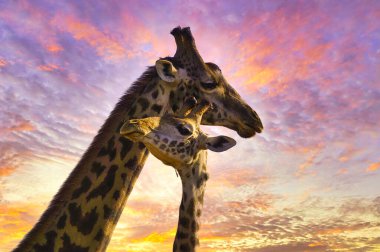 Zürafalar ve günbatımı Tsavo Doğu ve Kenya 'daki Tsavo Batı Ulusal Parkı' nda