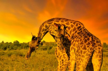 Zürafalar ve günbatımı Tsavo Doğu ve Kenya 'daki Tsavo Batı Ulusal Parkı' nda