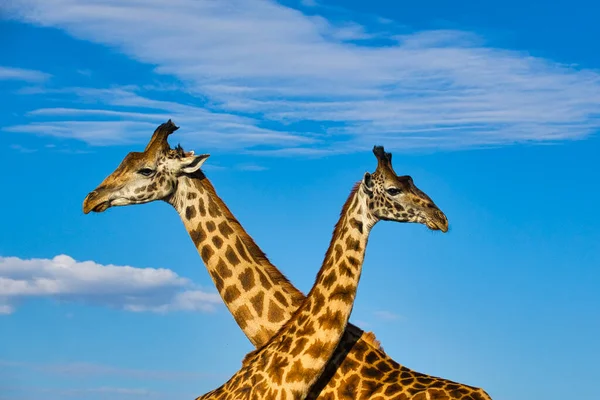 Girafas Leste Tsavo Oeste Tsavo Parque Nacional Amboseli Quênia — Fotografia de Stock