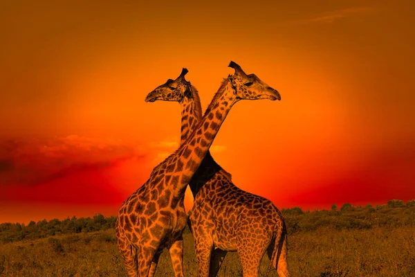 Girafe Apus Soare Tsavo East Tsavo West National Park Kenya — Fotografie, imagine de stoc