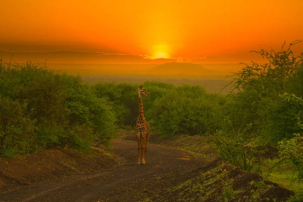 Zsiráfok Naplementék Tsavo East Ben Tsavo West National Park Kenyában — Stock Fotó