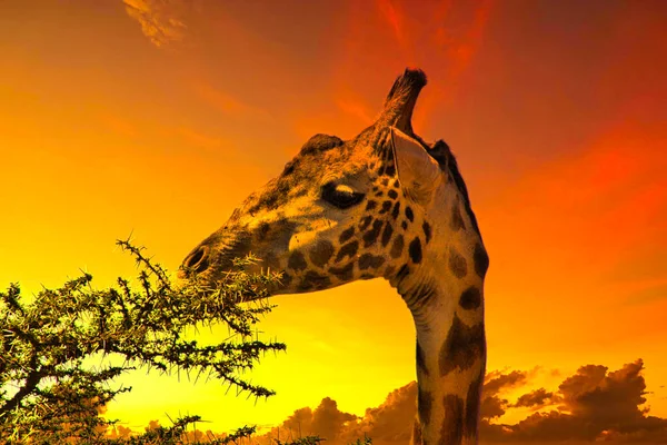 肯尼亚Tsavo East和Tsavo West国家公园的长颈鹿和日落 — 图库照片