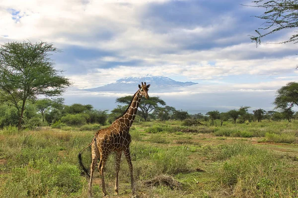 Καμηλοπαρδάλεις Και Όρος Kilimanjaro Στο Εθνικό Πάρκο Amboseli — Φωτογραφία Αρχείου