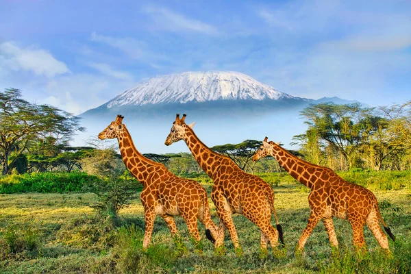 Amboseli Milli Parkı 'ndaki Zürafalar ve Kilimanjaro Dağı