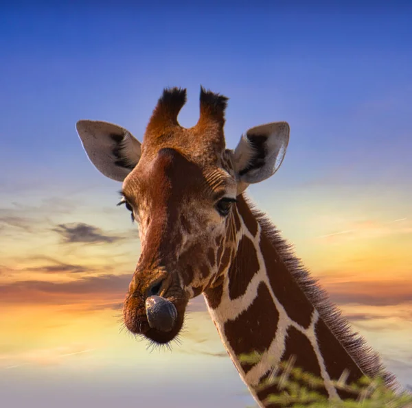 Jirafas Puesta Sol Tsavo East Tsavo West National Park Kenia — Foto de Stock