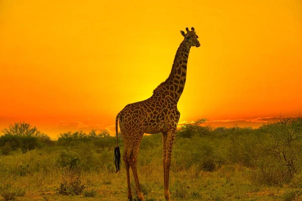 Girafes Coucher Soleil Tsavo East Parc National Tsavo West Kenya — Photo