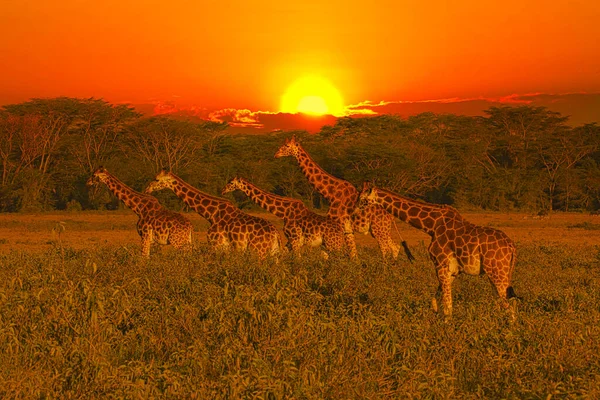 Giraffer Och Solnedgång Tsavo East Och Tsavo West National Park — Stockfoto