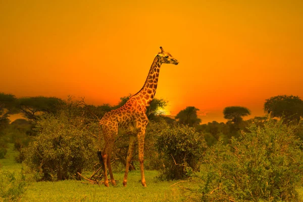 Žirafy Západ Slunce Tsavo East Tsavo West National Park Keni — Stock fotografie
