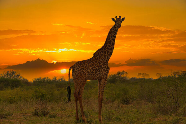 Giraffes and sunset in Tsavo East and Tsavo West National Park in Kenya