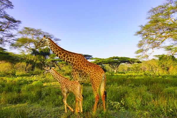 Καμηλοπαρδάλεις Στο Ανατολικό Tsavo Στο Δυτικό Tsavo Και Στο Εθνικό — Φωτογραφία Αρχείου