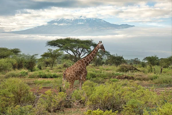 Καμηλοπαρδάλεις Και Όρος Kilimanjaro Στο Εθνικό Πάρκο Amboseli — Φωτογραφία Αρχείου