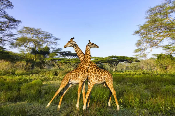 Tsavo Doğu Zürafalar Tsavo Batı Kenya Amboseli Ulusal Parkı Nda — Stok fotoğraf