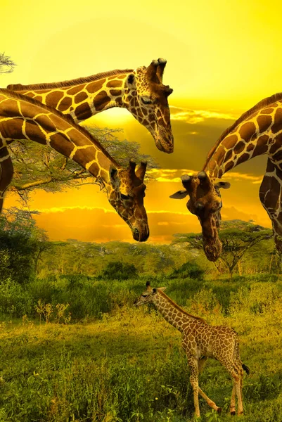 Žirafy Západ Slunce Tsavo East Tsavo West National Park Keni — Stock fotografie