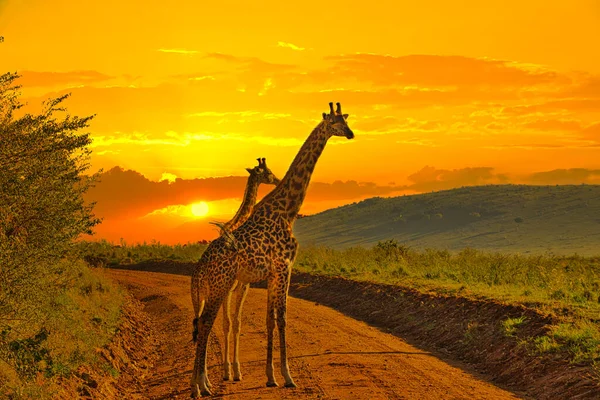 Zsiráfok Naplementék Tsavo East Ben Tsavo West National Park Kenyában — Stock Fotó