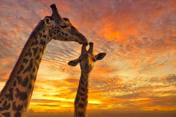 Giraffen Zonsondergang Tsavo East Tsavo West National Park Kenia — Stockfoto