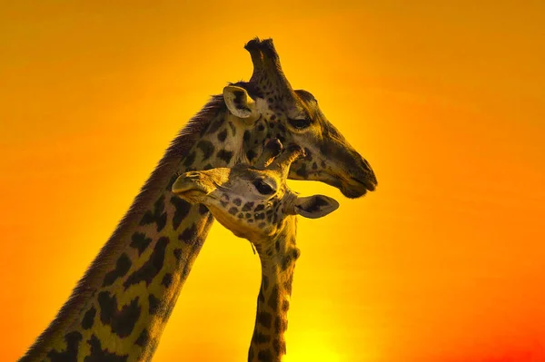 Girafas Pôr Sol Tsavo East Tsavo West National Park Quênia — Fotografia de Stock