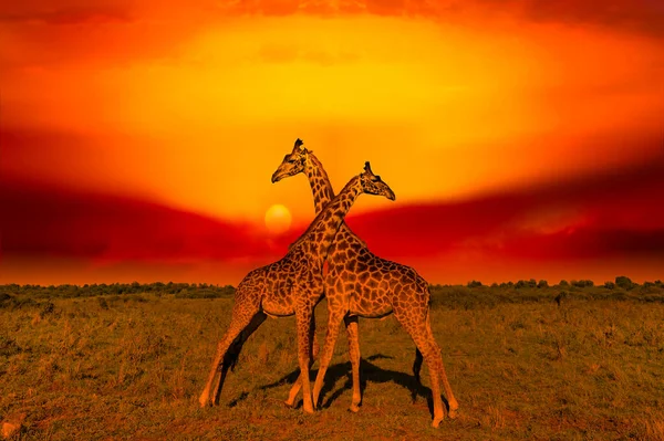 Giraffer Och Solnedgång Tsavo East Och Tsavo West National Park — Stockfoto