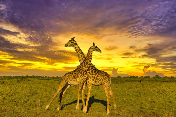 Καμηλοπαρδάλεις Και Ηλιοβασίλεμα Στο Tsavo East Και Στο Tsavo West — Φωτογραφία Αρχείου